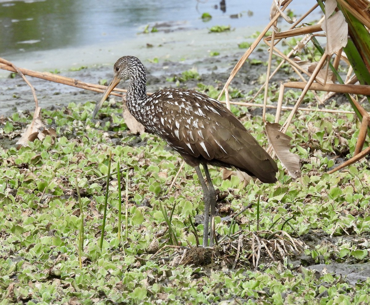 Limpkin - ML648899062