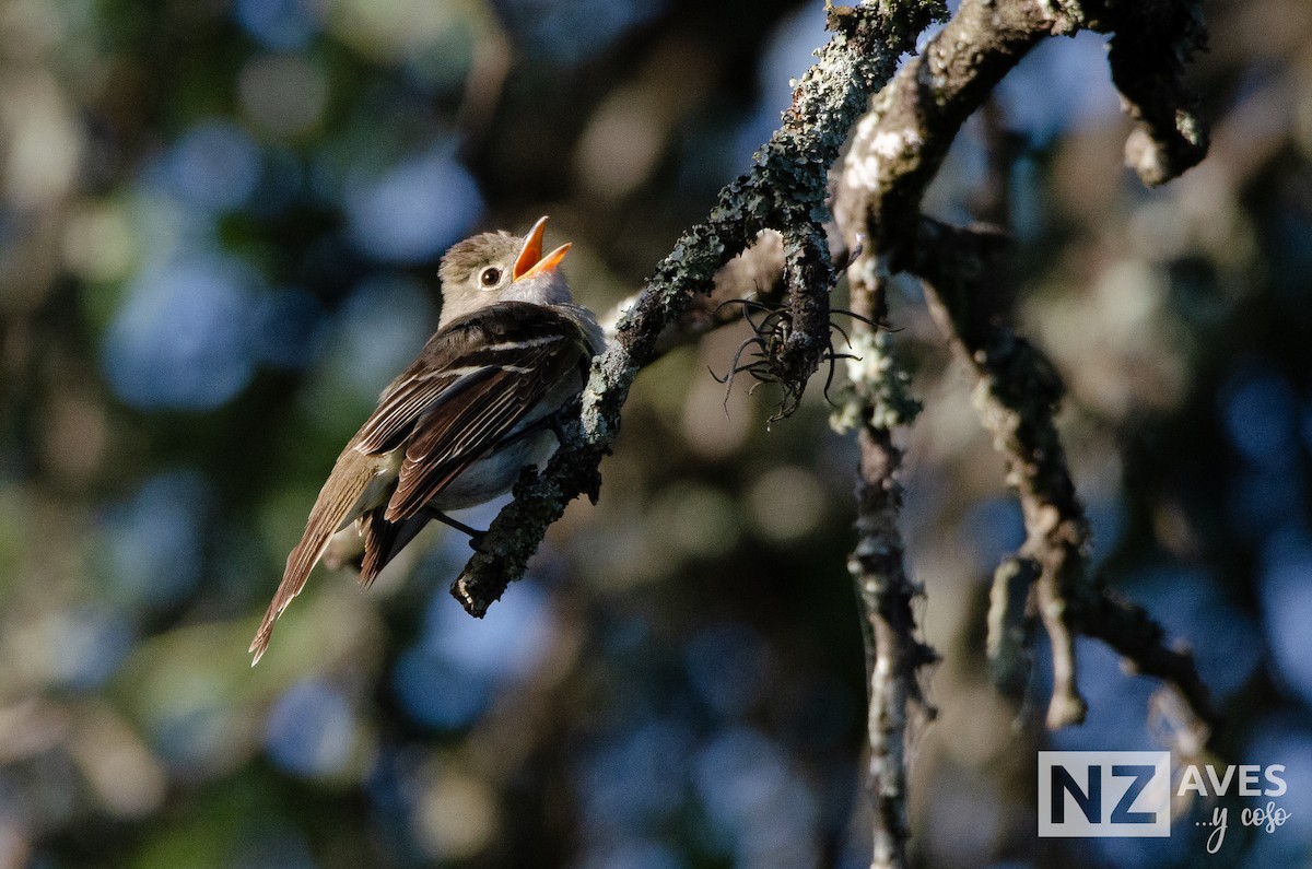 Еленія короткодзьоба - ML648899087