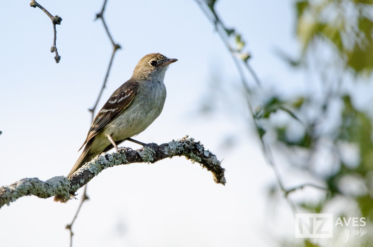 Еленія короткодзьоба - ML648899102