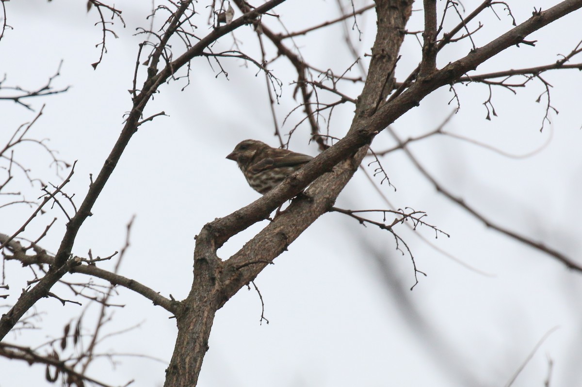 Purple Finch - ML648899110