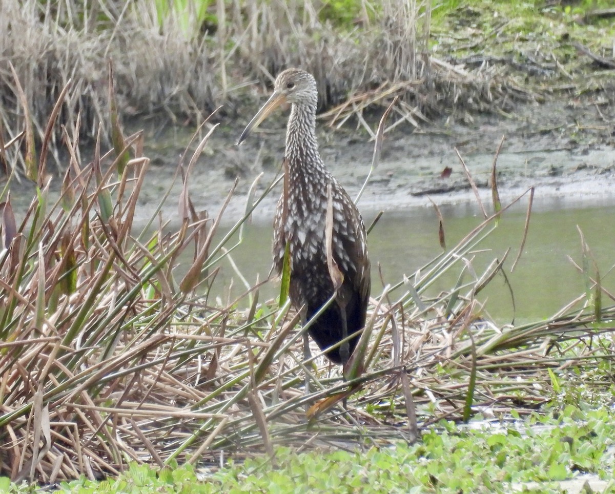 Limpkin - ML648899124