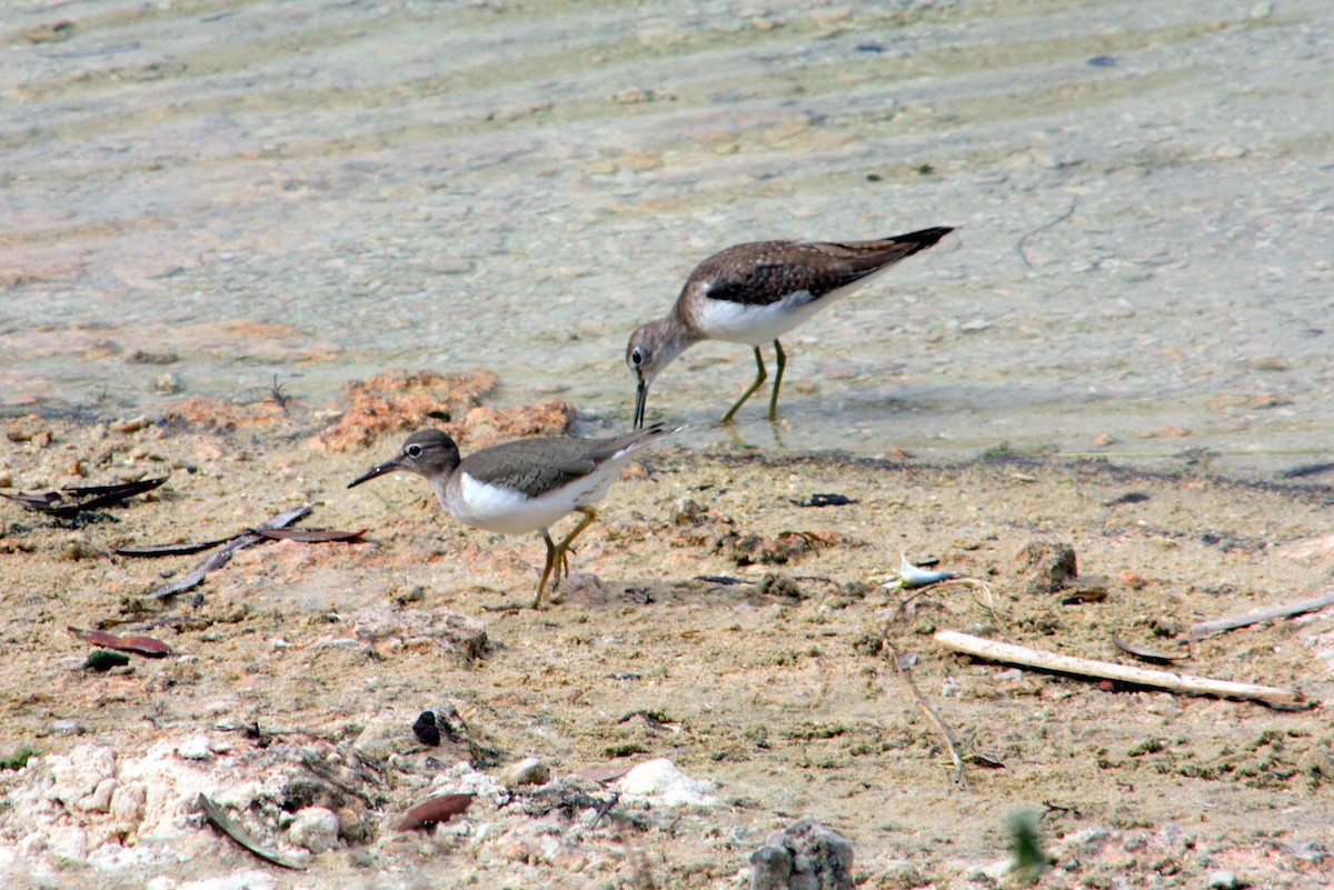 Solitary Sandpiper - ML648899192