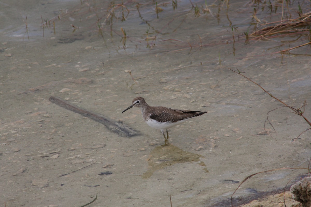 Solitary Sandpiper - ML648899193