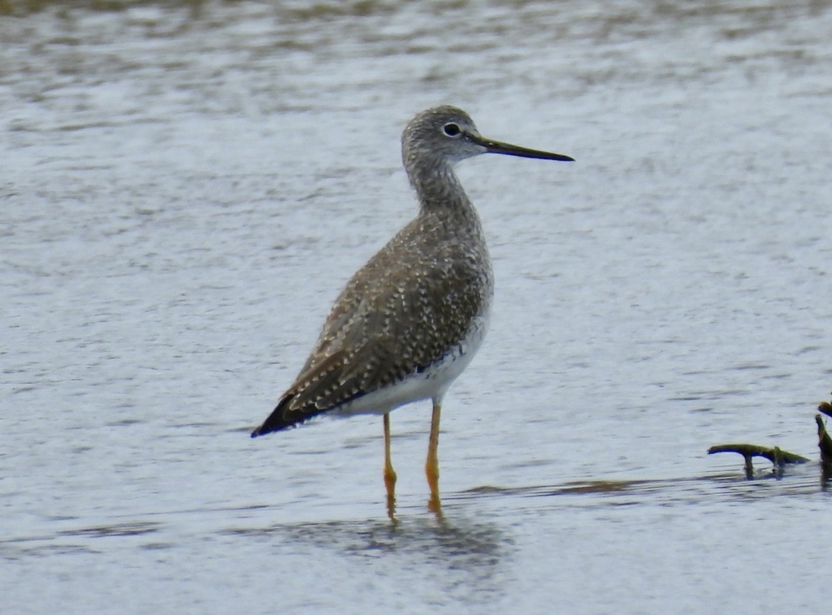 Greater Yellowlegs - ML648899210