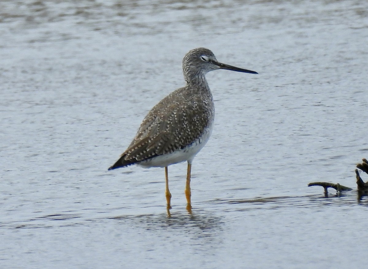 Greater Yellowlegs - ML648899211