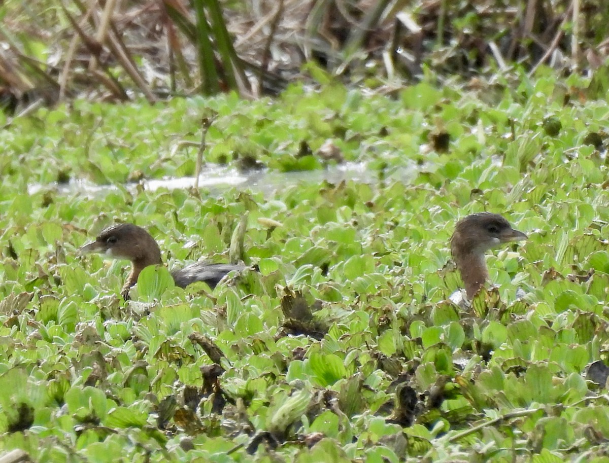 Pied-billed Grebe - ML648899248