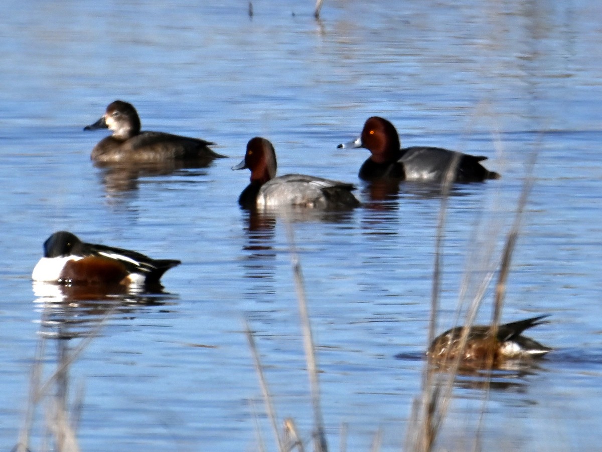 Redhead - ML648899273