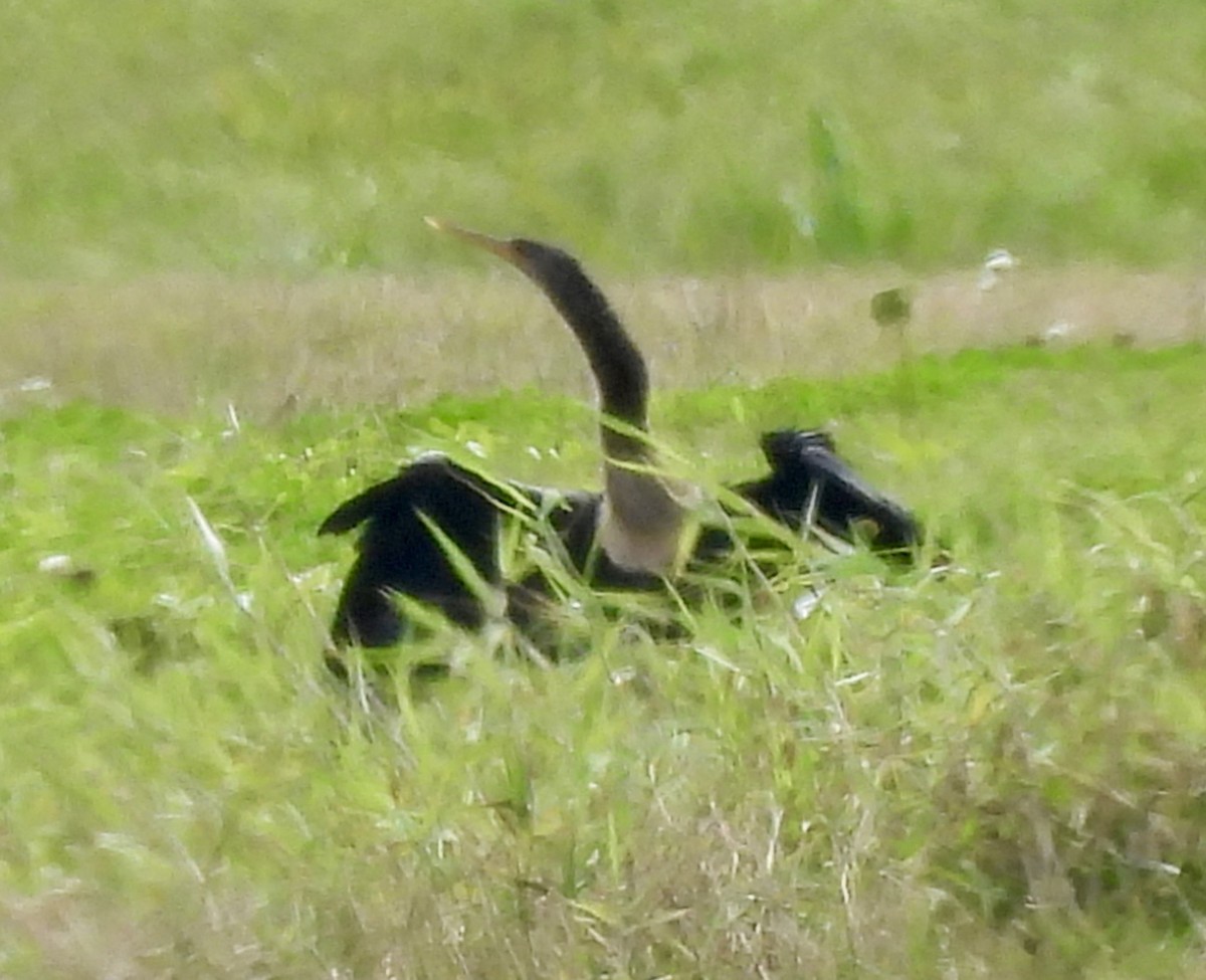 Anhinga - ML648899281