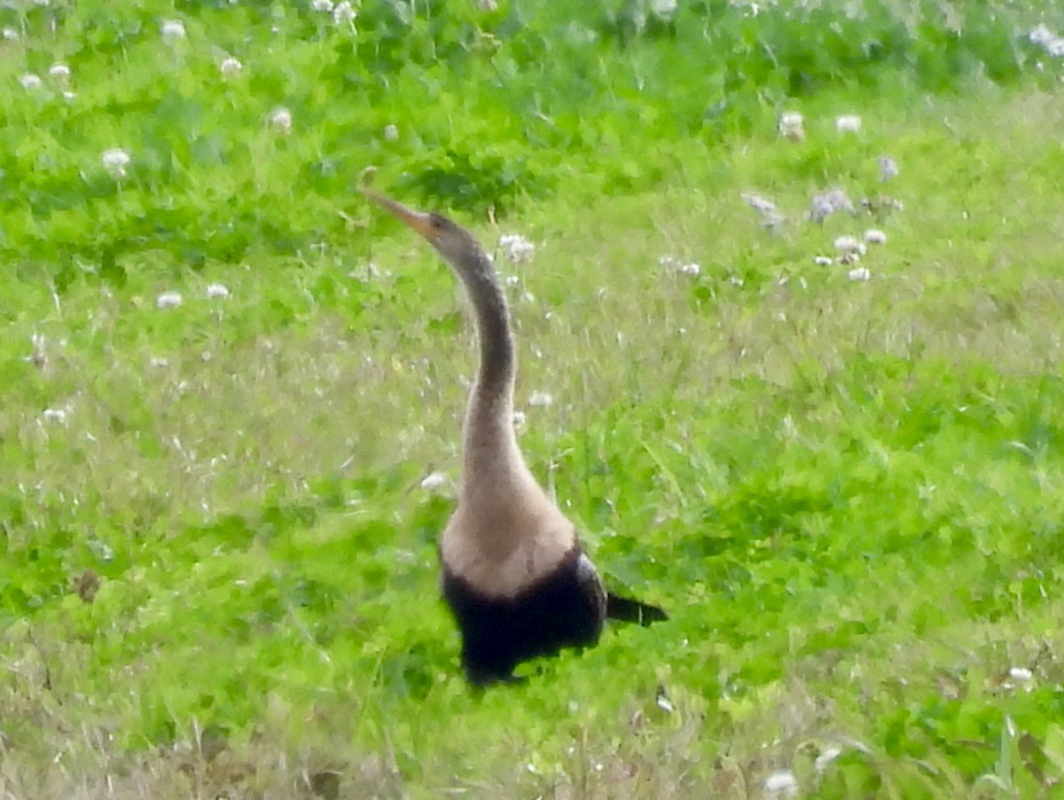 Anhinga - ML648899282