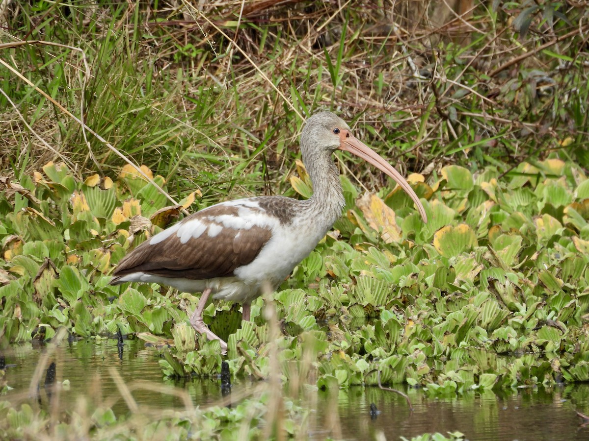White Ibis - ML648899292