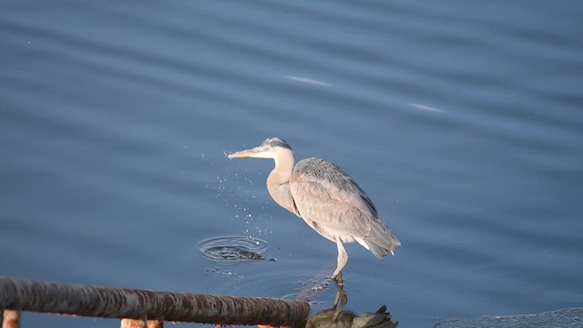 אנפה אמריקנית - ML648899298