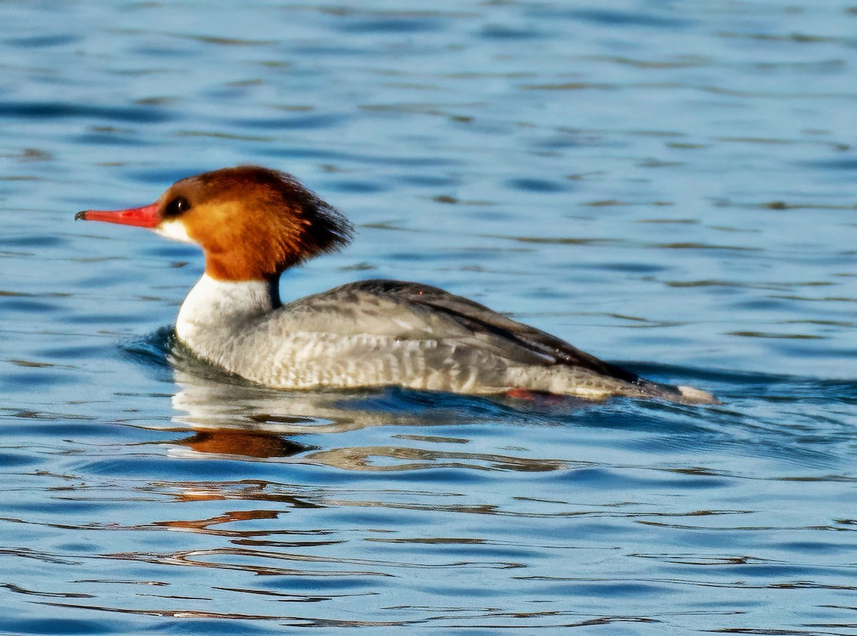 Gänsesäger - ML648899302