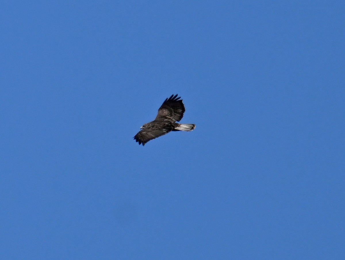 Red-tailed Hawk (Harlan's) - ML648899324