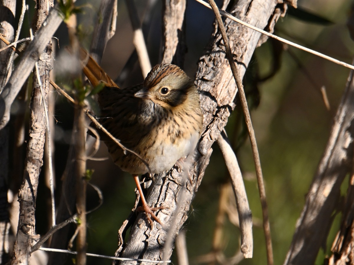 Lincoln's Sparrow - ML648899343