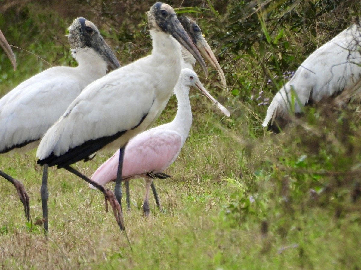 Roseate Spoonbill - ML648899369
