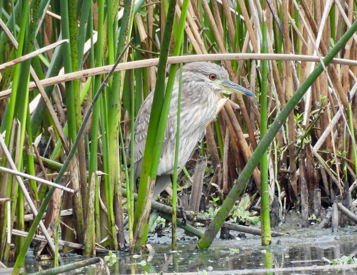 Black-crowned Night Heron - ML648899479