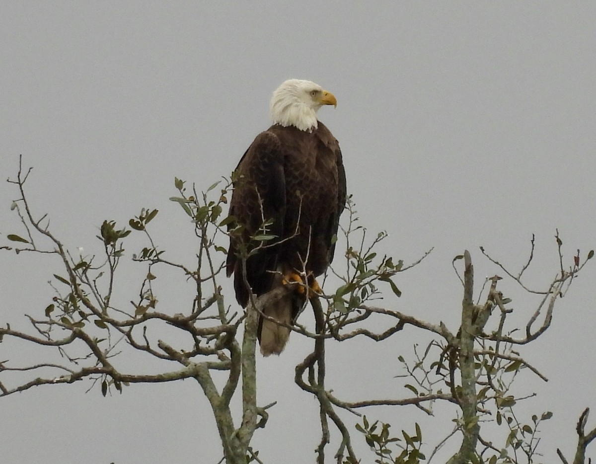 Bald Eagle - ML648899582