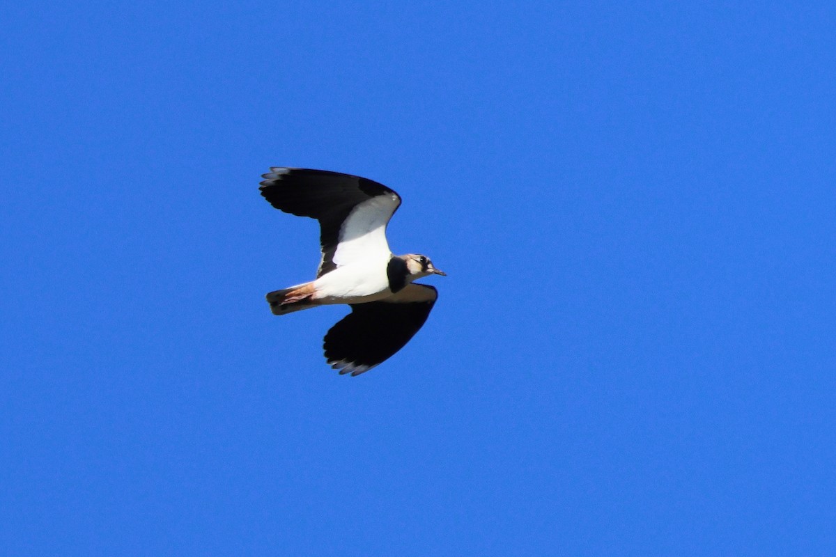 Avefría Europea - ML648899644