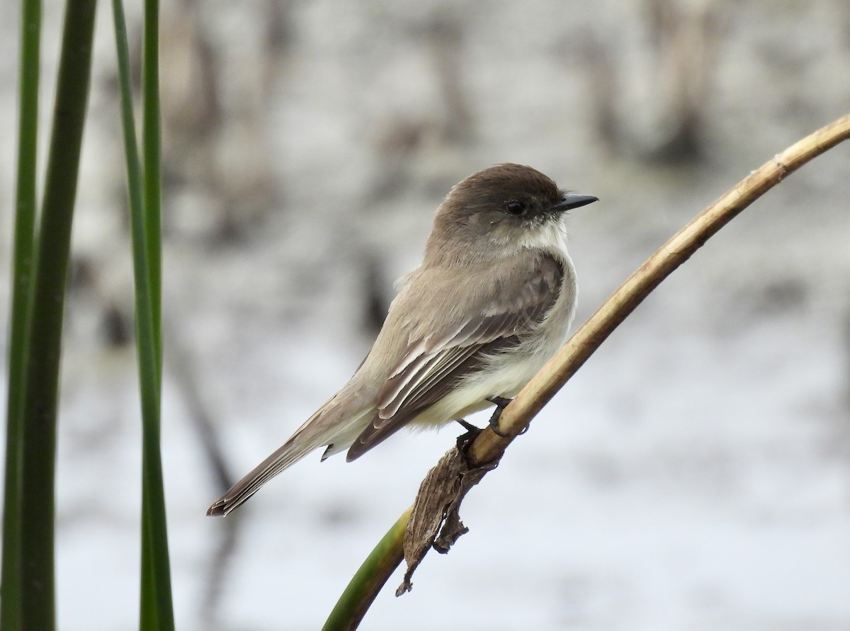 Eastern Phoebe - ML648899683