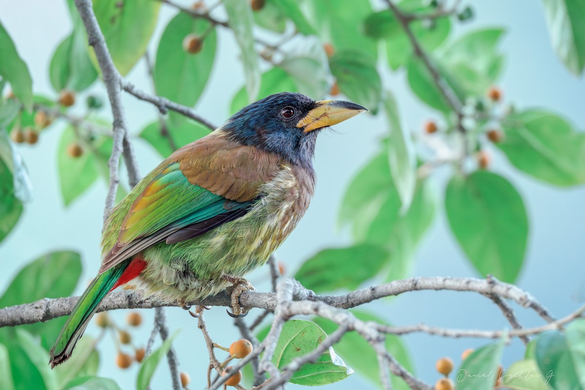 オオゴシキドリ - ML648899798