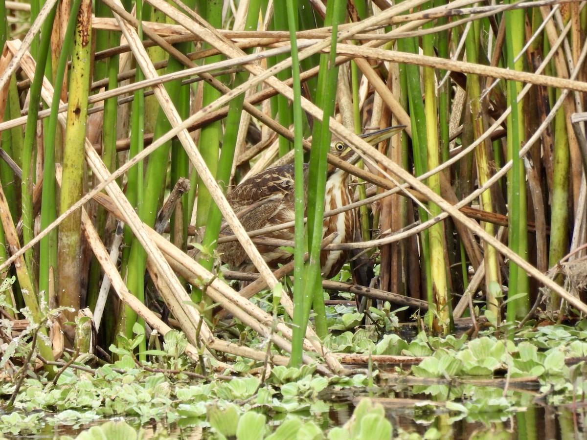 American Bittern - ML648899878