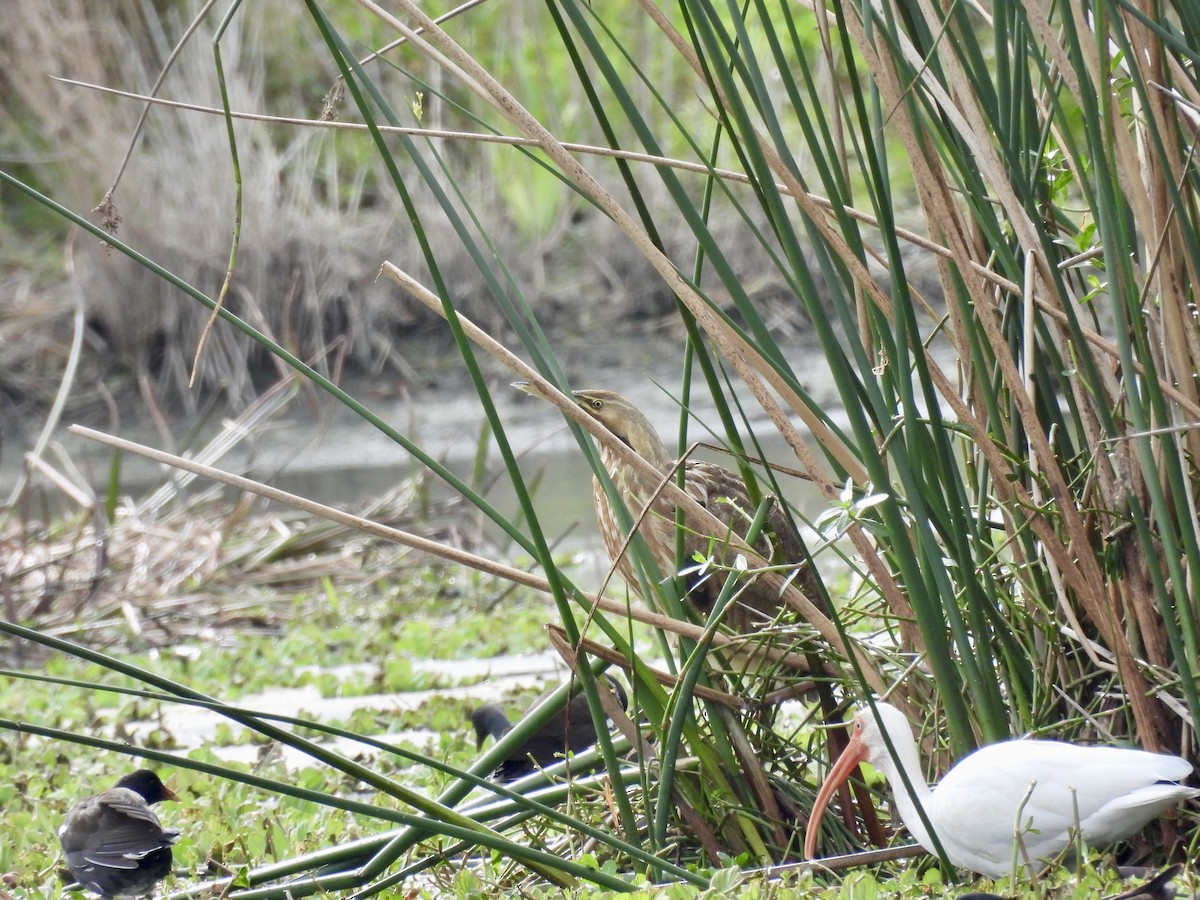 American Bittern - ML648899879