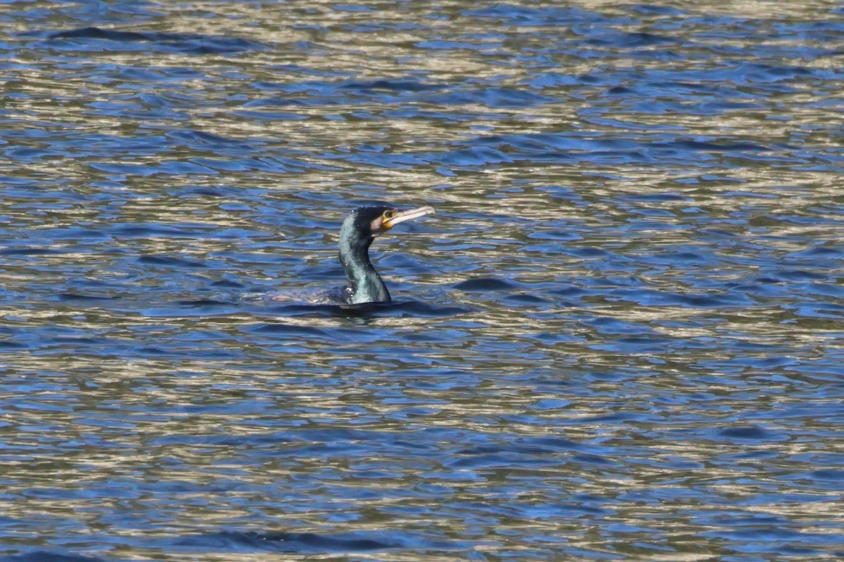 Cormorán Grande - ML648899990