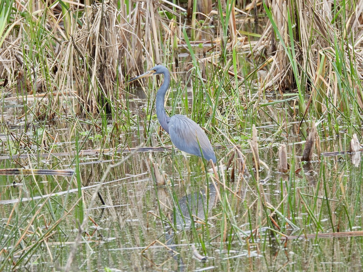 Tricolored Heron - ML648900228