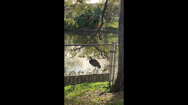 אנפה אמריקנית - ML648900354