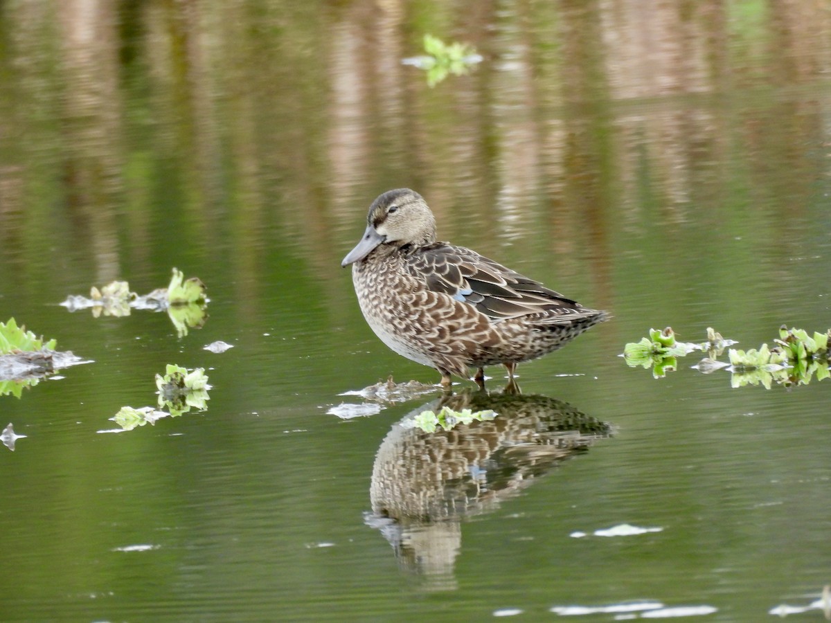 Blue-winged Teal - ML648900413
