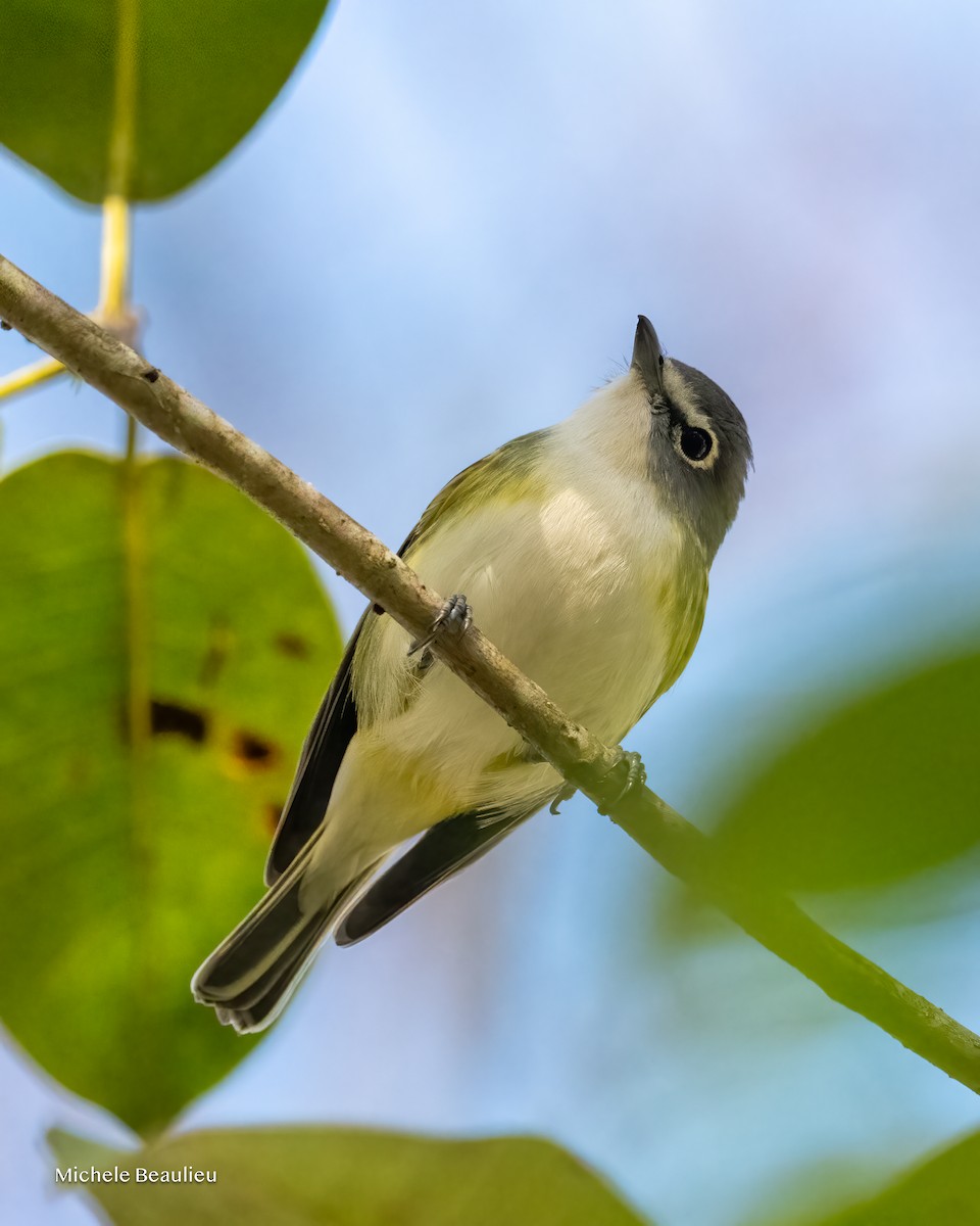 Blue-headed Vireo - Michèle Beaulieu