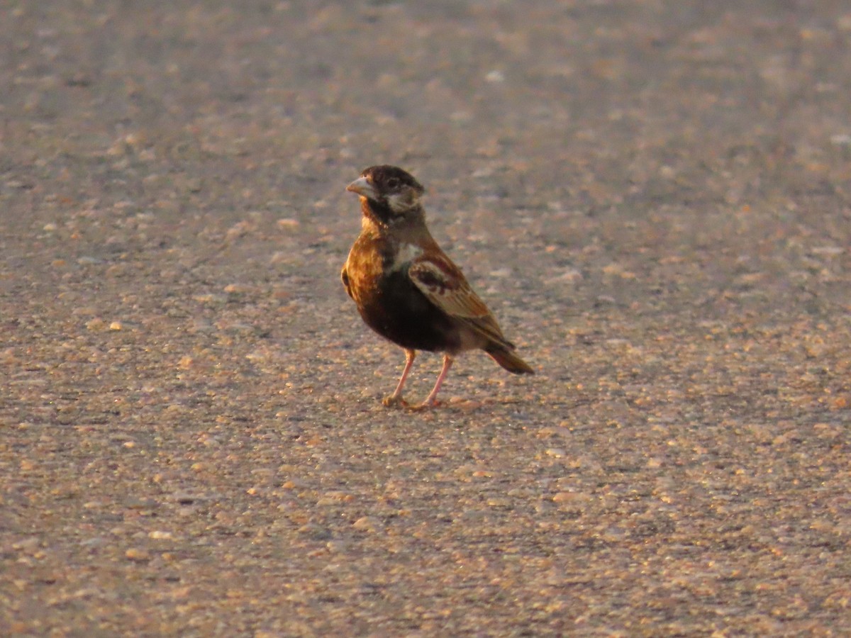 Terrera Orejiblanca - ML648900448