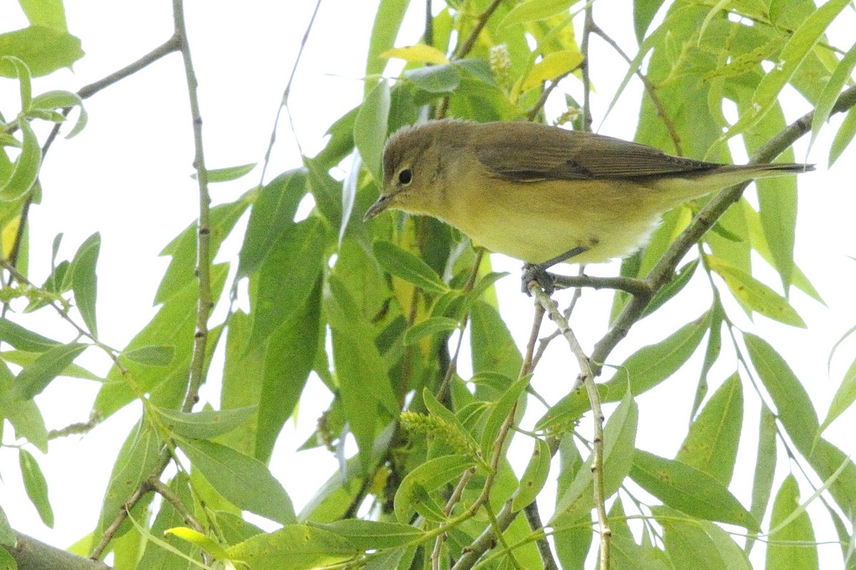 Fauvette des jardins - ML648900531