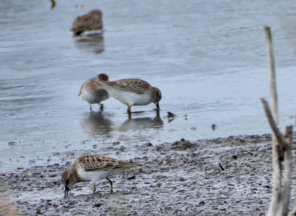 Least Sandpiper - ML648900696