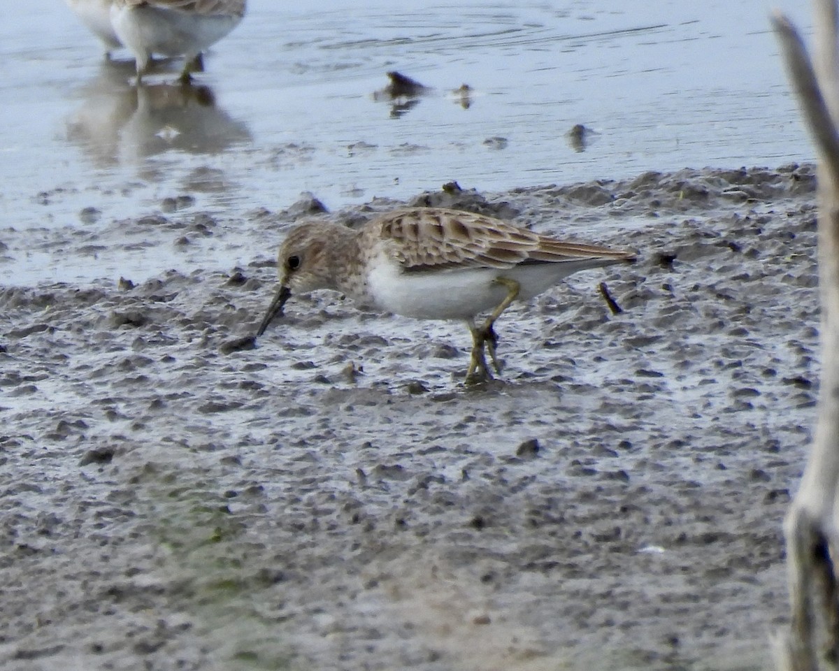 Least Sandpiper - ML648900697