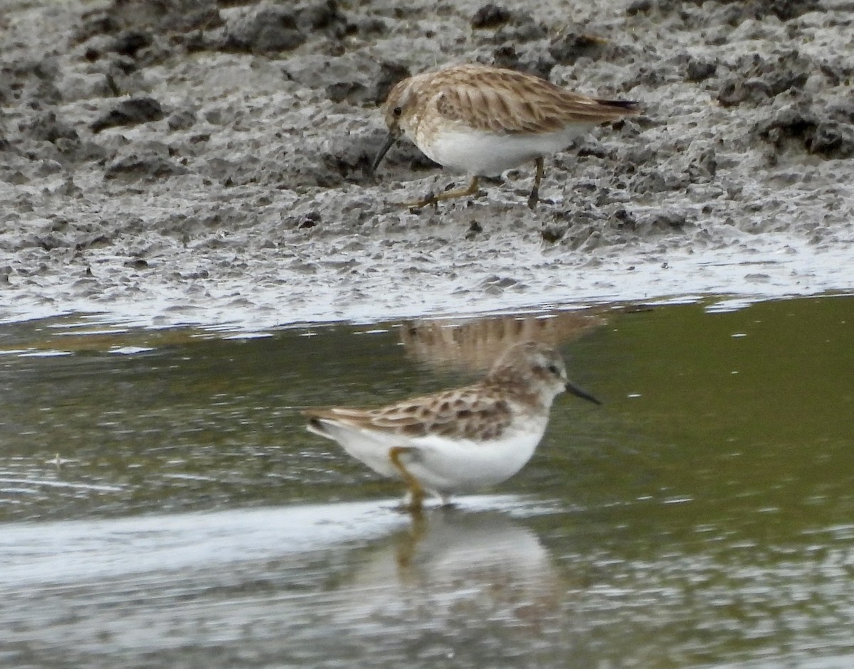Least Sandpiper - ML648900698