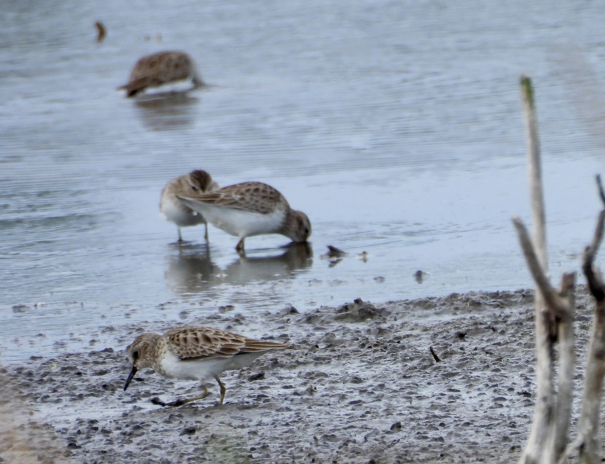 Least Sandpiper - ML648900700