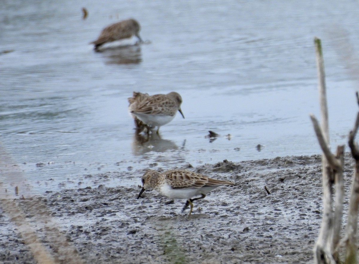 Least Sandpiper - ML648900701
