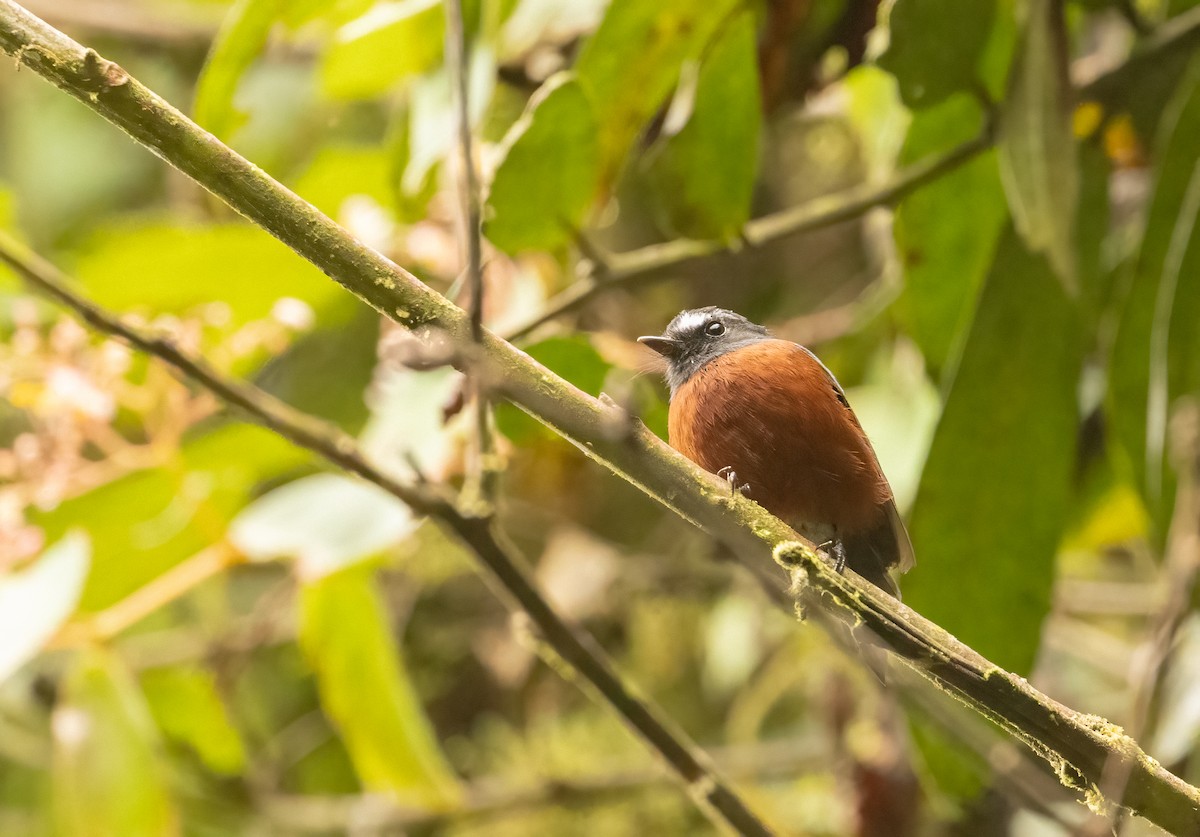 Chestnut-bellied Chat-Tyrant - ML648900990