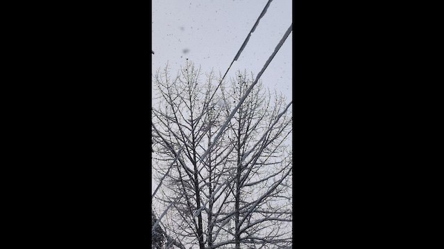 Hudsonelster - ML648901037