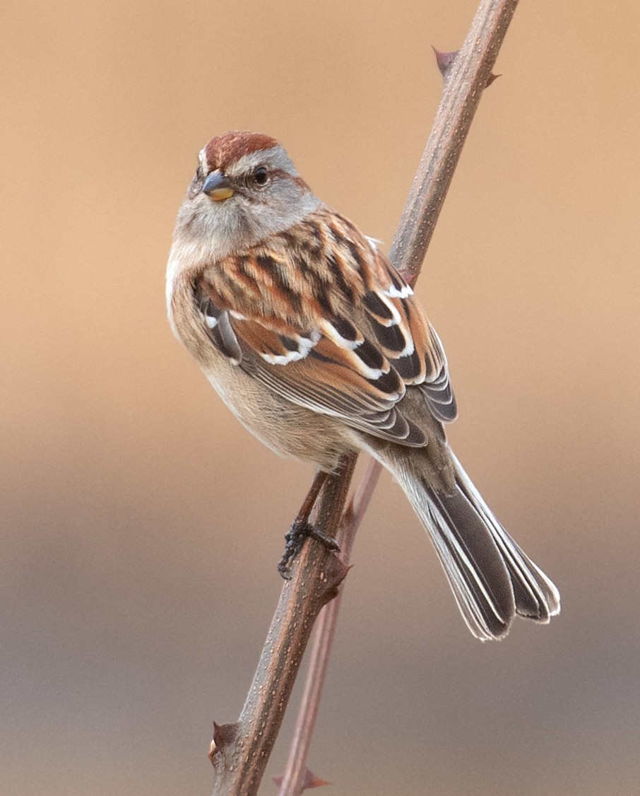 American Tree Sparrow - ML648901173