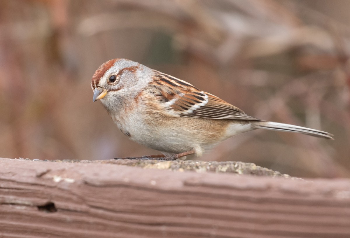 American Tree Sparrow - ML648901174