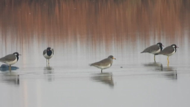 Gray-headed Lapwing - ML648901215