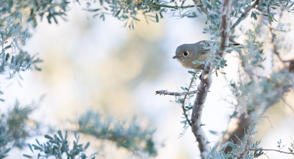 Віреон короткодзьобий [група stephensi] - ML648901292