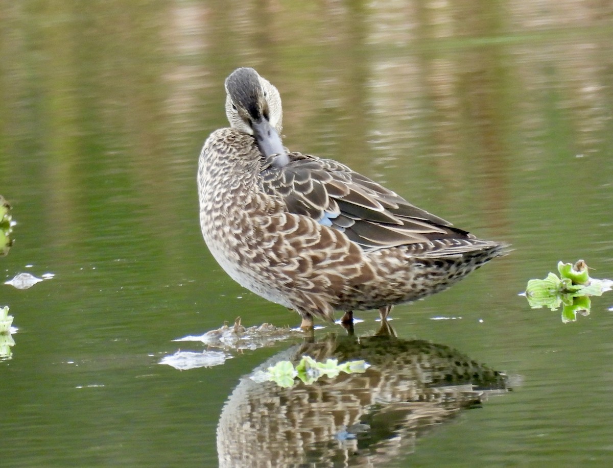 Blue-winged Teal - ML648901300