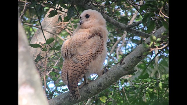 Pel's Fishing-Owl - ML648901304