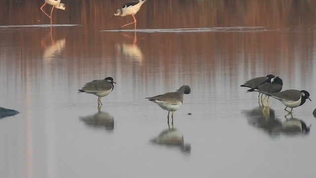Gray-headed Lapwing - ML648901317