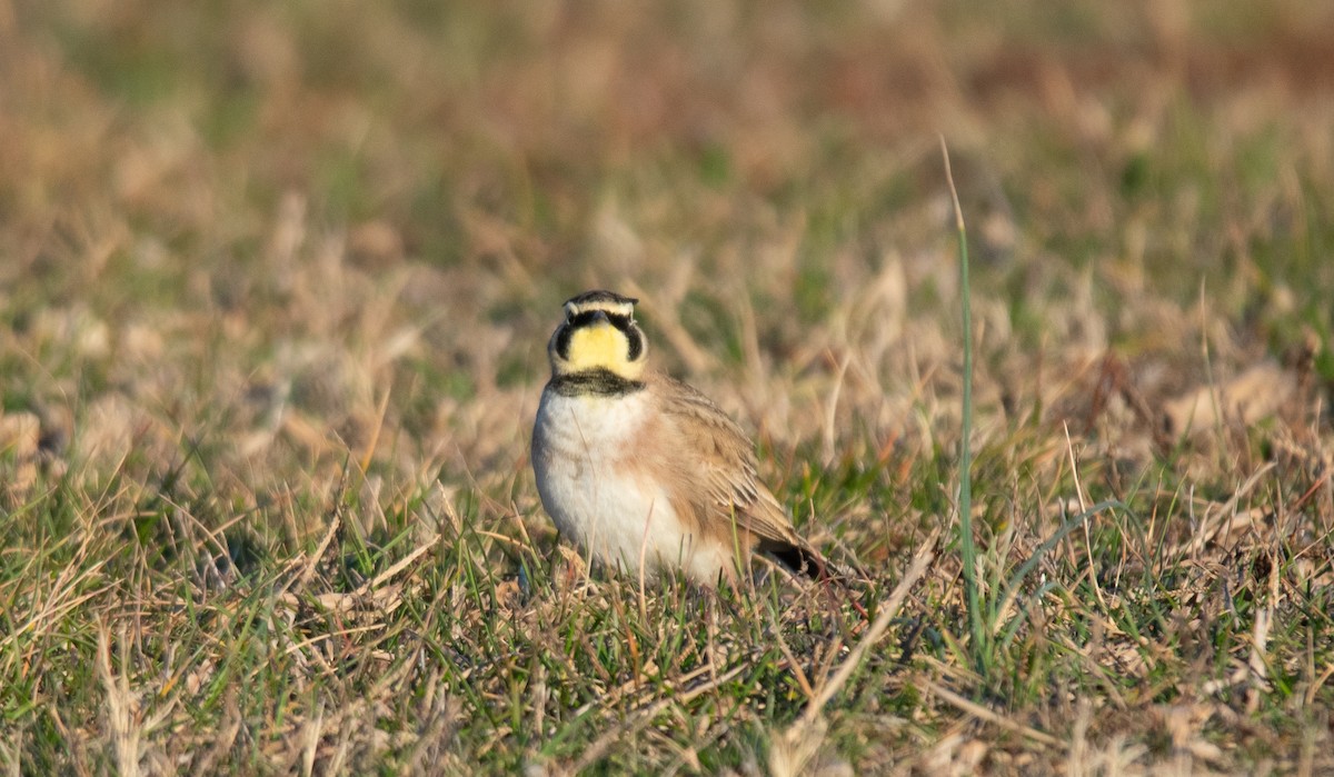 skřivan ouškatý - ML648901348