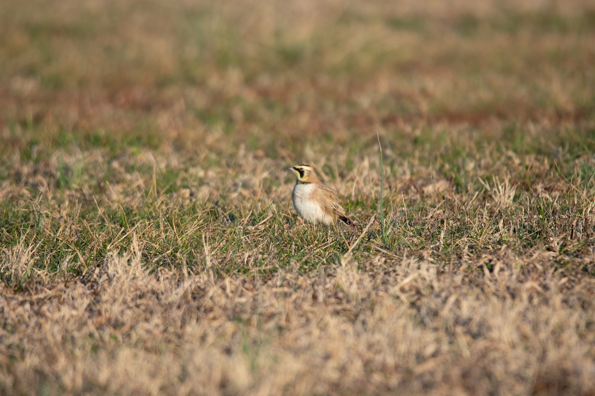 skřivan ouškatý - ML648901349