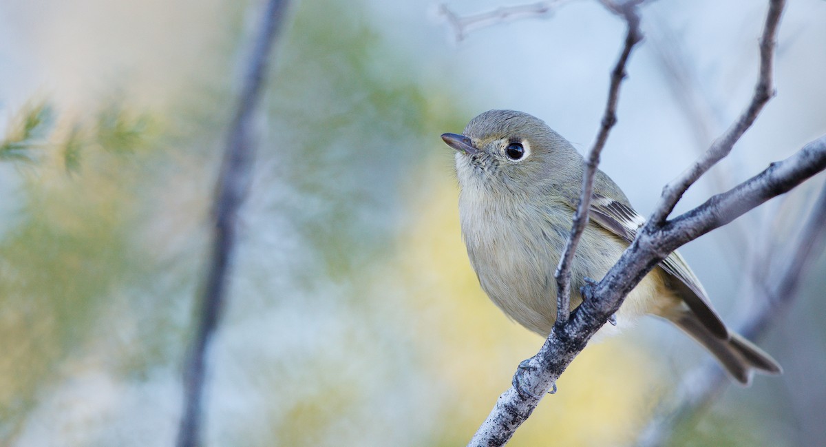 Віреон короткодзьобий [група stephensi] - ML648901584